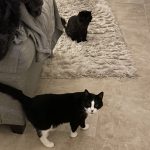 Bear & Boots the cats