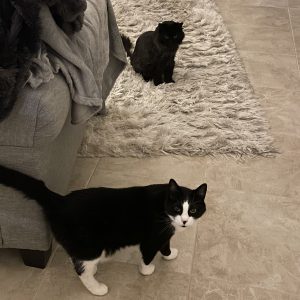 Bear & Boots the cats