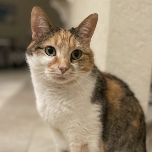 Hope the cat