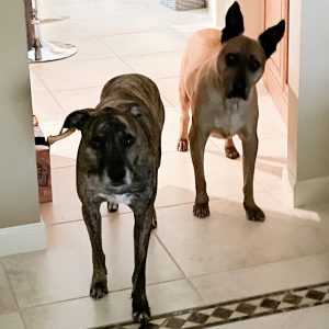 Tiger & Scrappy the dogs