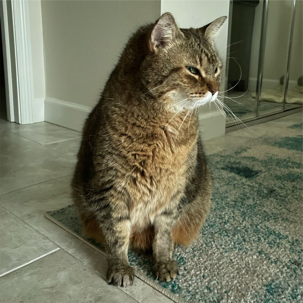 qualified-pet-services-pet-sitting-by-veterinary-professionals
