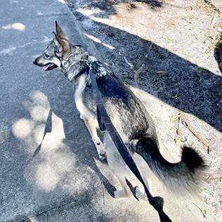 dog walkers in estero