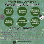 Why You Should Spay & Neuter Your Pets