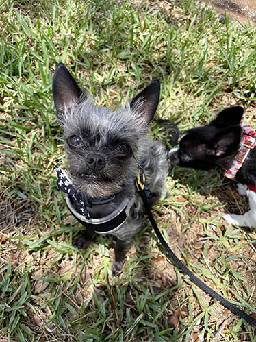 Why Dogs Sniff Each Other's Butts