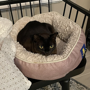 Finding the Perfect Cat Bed