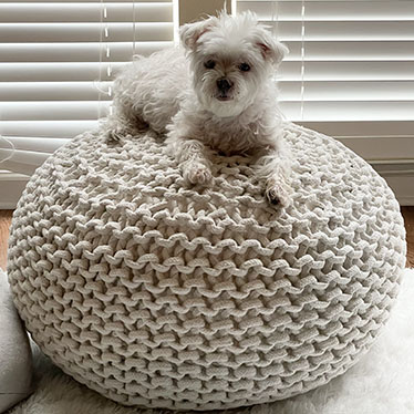 Finding the Perfect Dog Bed