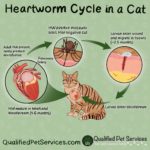 Heartworm Prevention in Cats