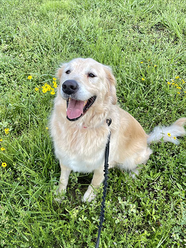 DIY Dog Treat Recipes