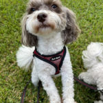 Pet Sitter in Bonita Springs