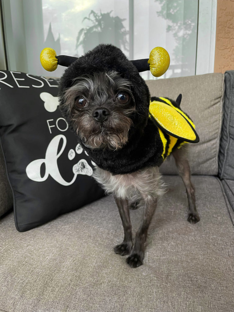 TacoChorkie as a Bee