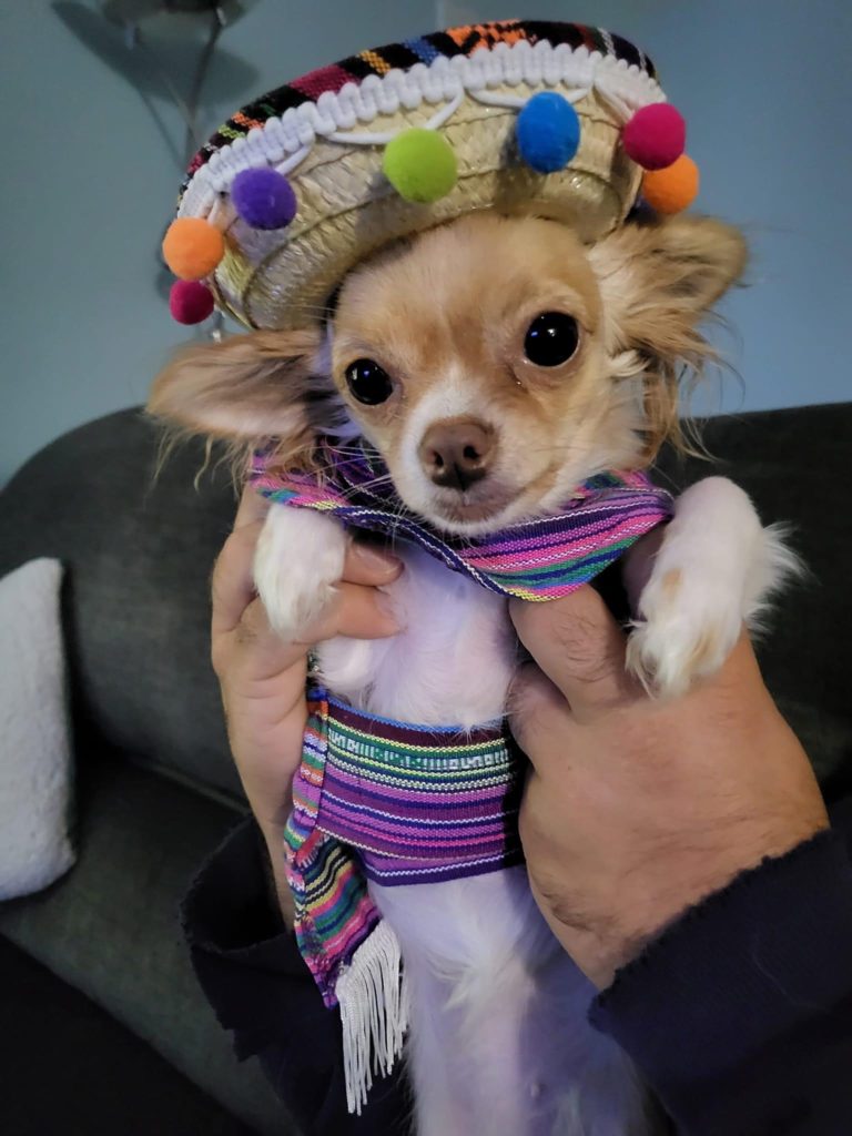 Mariachi Foxy