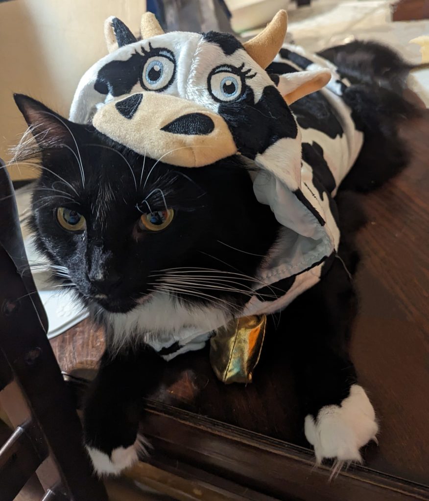 Morgana the cow