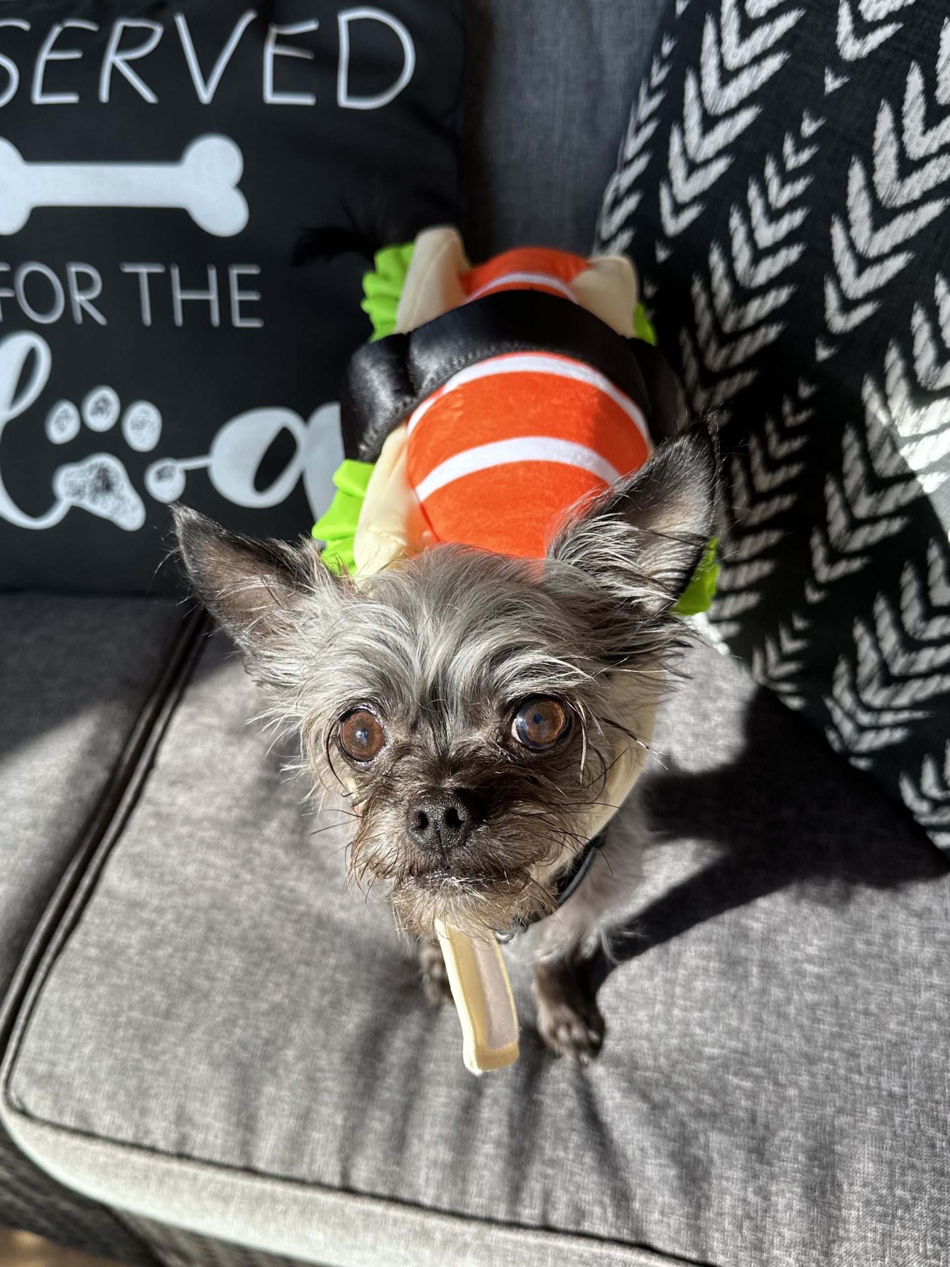 Costume 2: Taco the Sushi