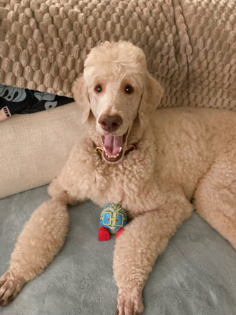 Buddy