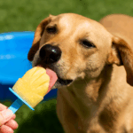 DIY frozen dog treats