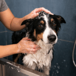 Dog grooming tips