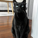 Experienced Pet Sitters Florida