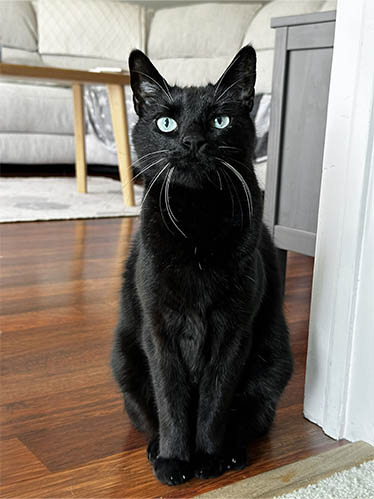 Experienced Pet Sitters Florida