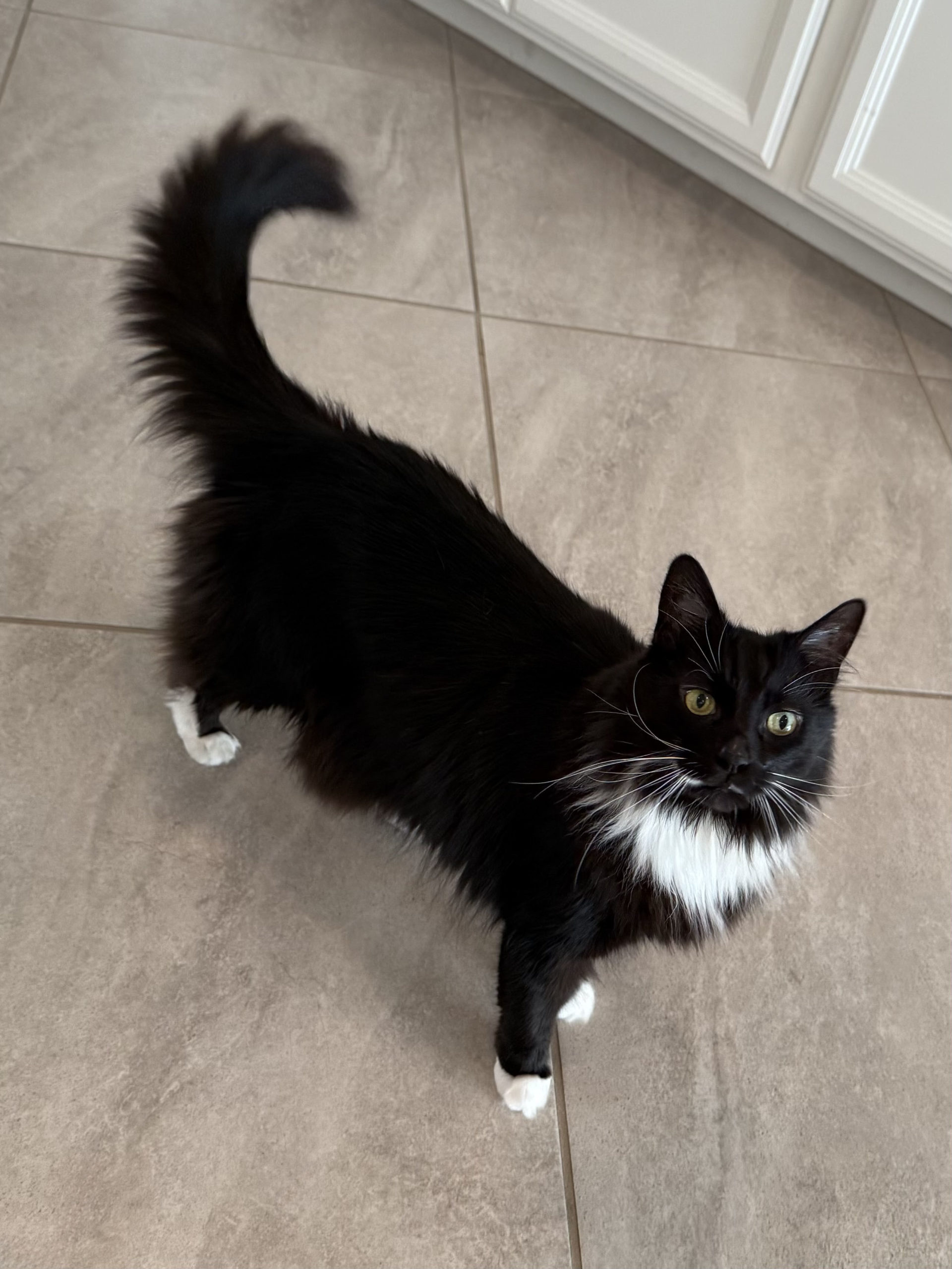 Fergus