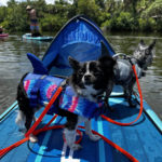 Pet Friendly Activities Florida