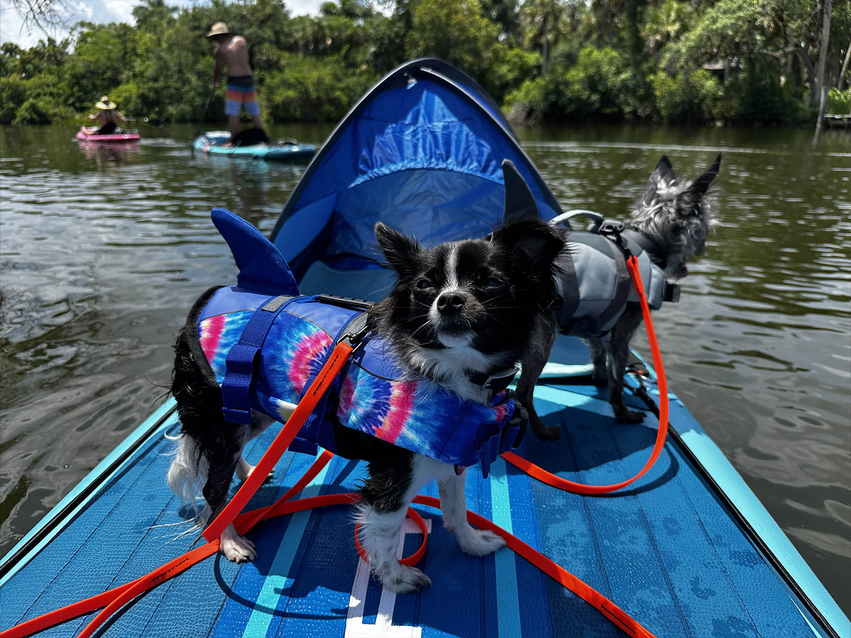 Pet Friendly Activities Florida