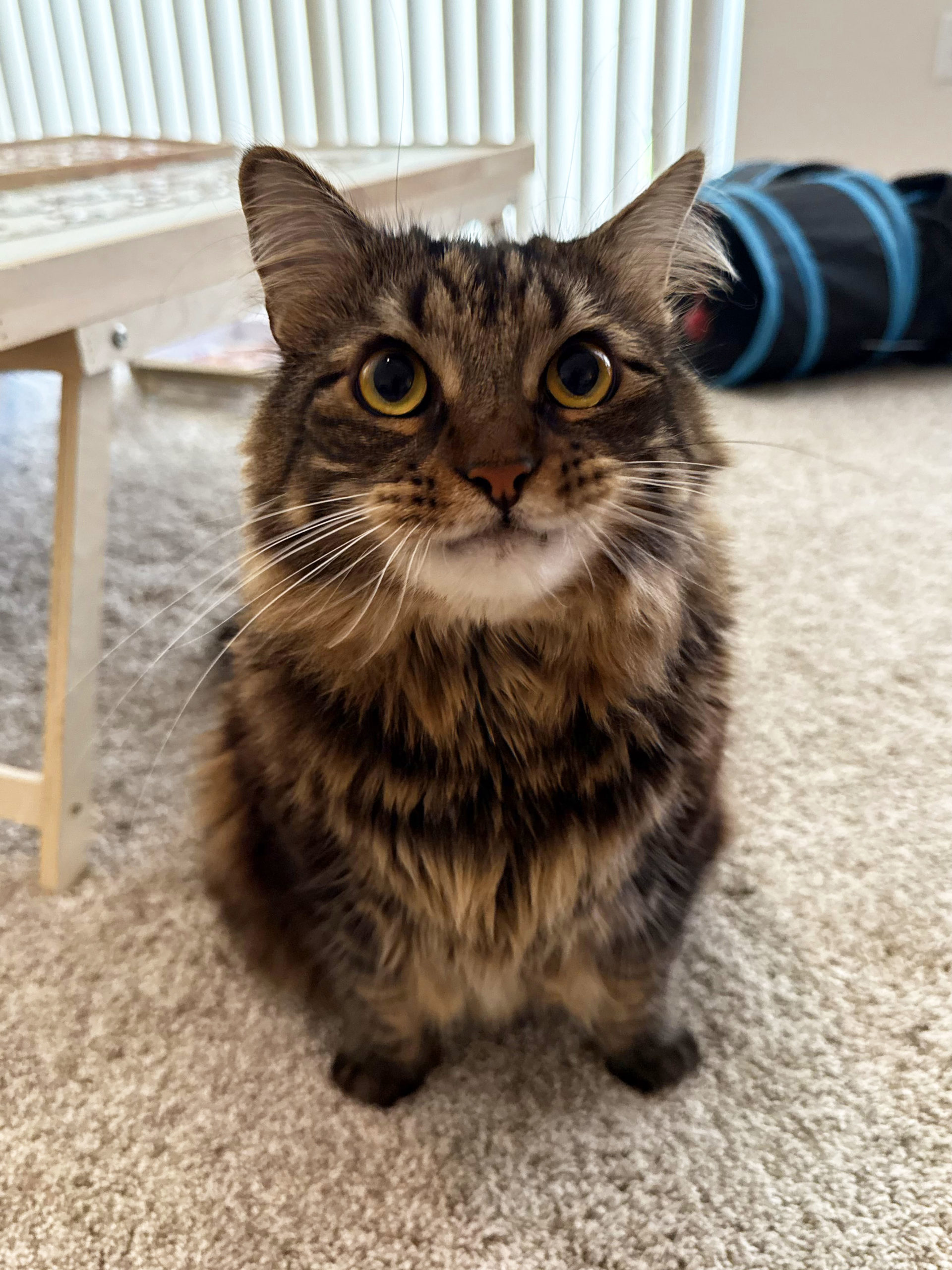 Teddy