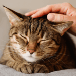 cat pain management