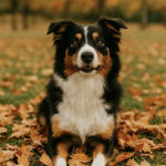 fall pet care tips