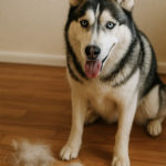 seasonal shedding