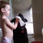 Age-Appropriate Training Milestones for Dogs