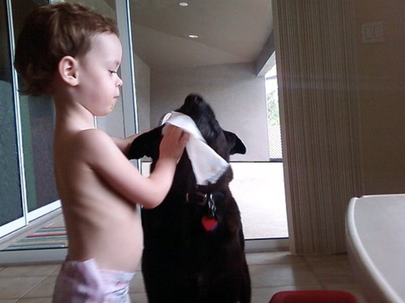 Age-Appropriate Training Milestones for Dogs