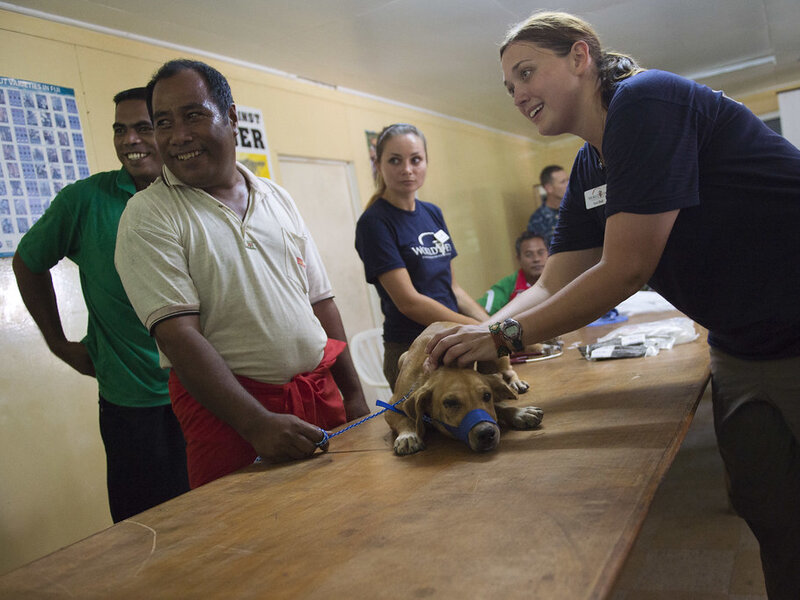 Annual Pet Wellness Exam: What to Expect Annual Pet Wellness Exam: What to Expect