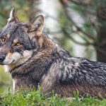 Anxiety in Rescue Dogs: Helping Them Feel Safe