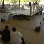 Ball Python Care: A Comprehensive Owner Guide