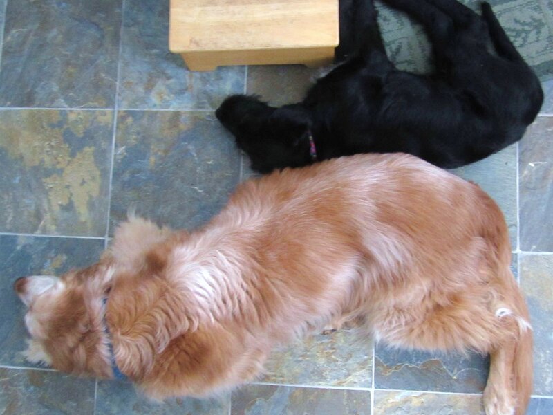 Best Exercises for Senior Dogs Best Exercises for Senior Dogs