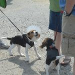 Boating with Dogs in Southwest Florida