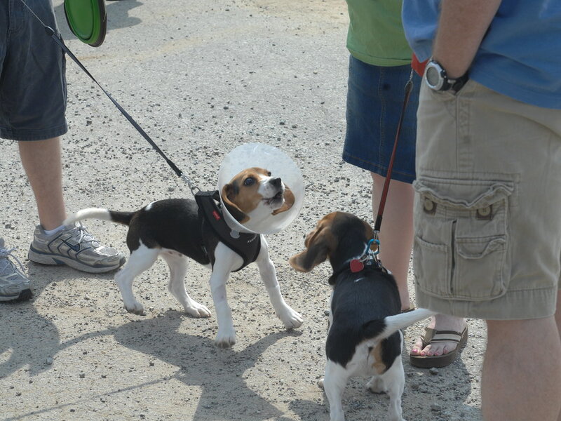 Boating with Dogs in Southwest Florida