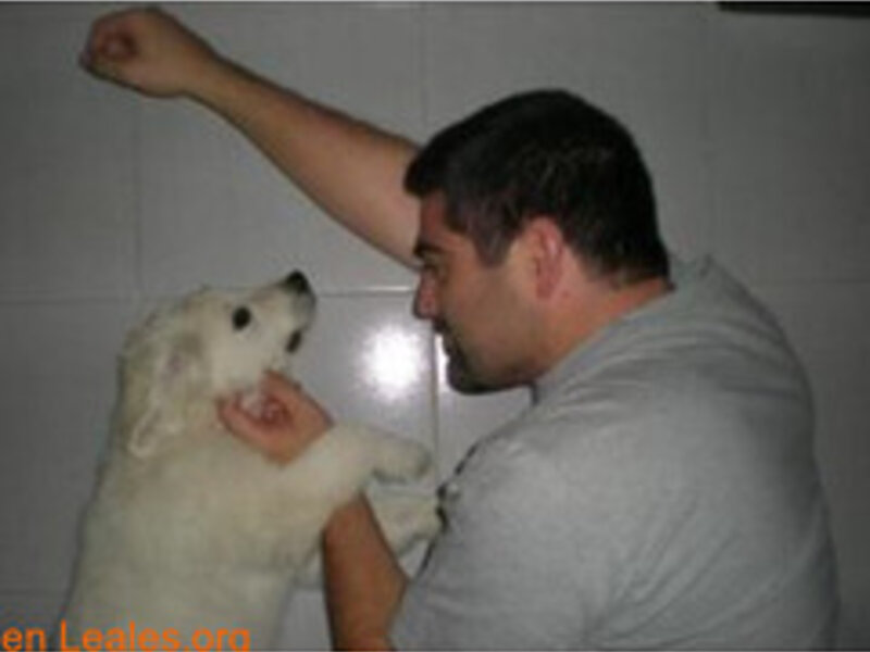Building a Pet First Aid Kit: Essential Supplies
