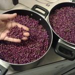 Cat Nutrition Basics: What Every Cat Owner Should Know