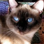 Cat Wellness: Preventive Care for Felines