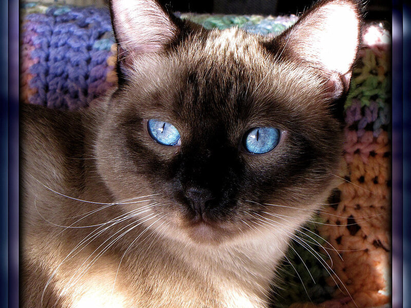 Cat Wellness: Preventive Care for Felines