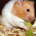 Chinchilla Care: Cool Climate Pets in Warm Florida