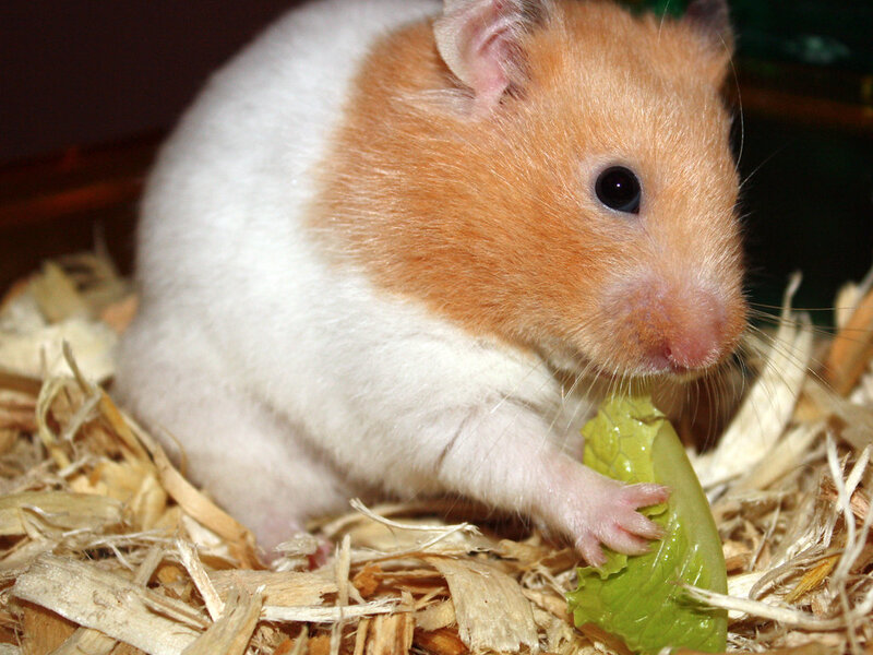 Chinchilla Care: Cool Climate Pets in Warm Florida