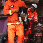 Chocolate Toxicity in Dogs: Emergency Steps