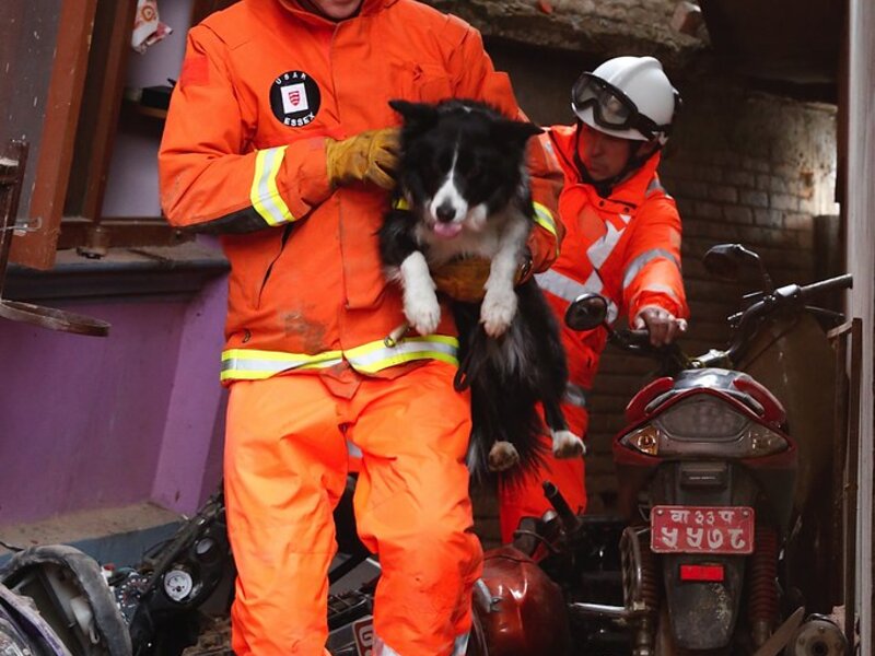 Chocolate Toxicity in Dogs: Emergency Steps