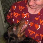 Choosing the Right Veterinarian in Southwest Florida