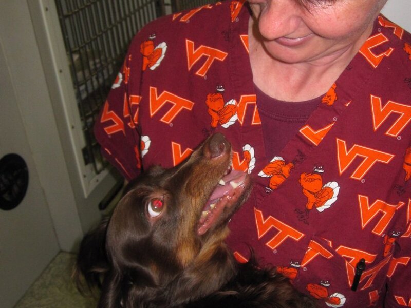 Choosing the Right Veterinarian in Southwest Florida Choosing the Right Veterinarian in Southwest Florida