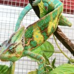 Common Illnesses in Reptiles and How to Spot Them