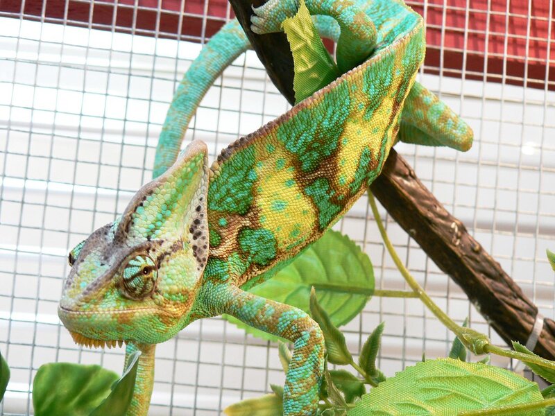 Common Illnesses in Reptiles and How to Spot Them