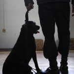 Dealing with Excessive Barking: Training Solutions